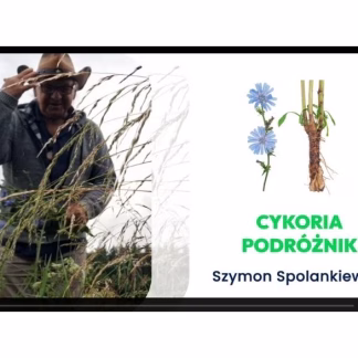 Cykoria Podróżnik - Akademia Zielarza Nature Clinic (9)