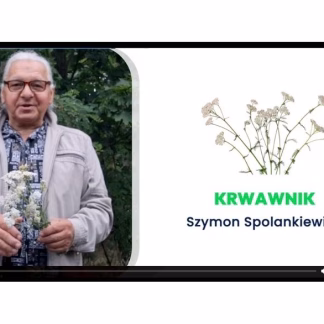 Krwawnik