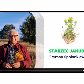 Starzec Jakubek - Akademia Zielarza Nature Clinic (7)