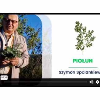 Piołun - Szymon Spolankiewicz