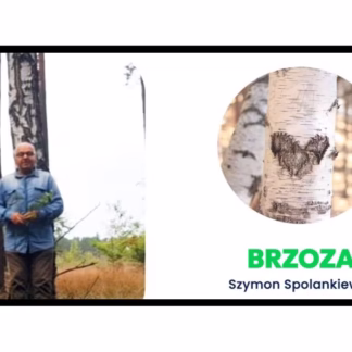 Brzoza - Szymon Spolankiewicz - Akademia Zielarza